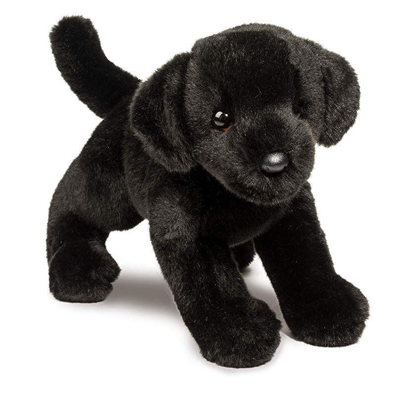 black labrador teddy