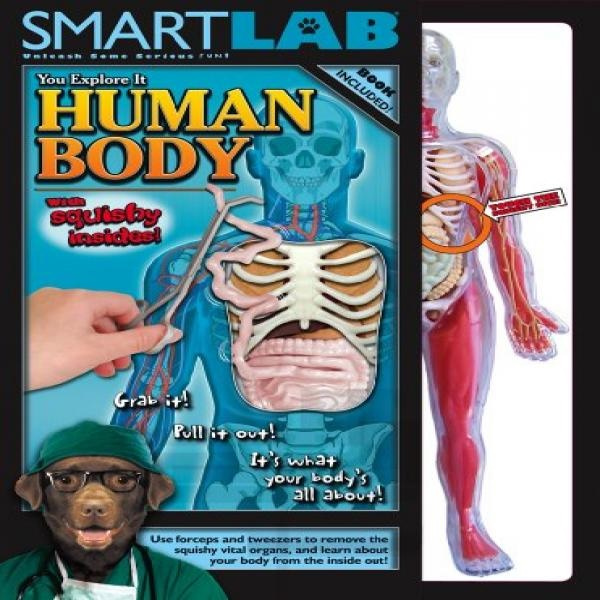 Human Body Model Smart Lab You Explore It